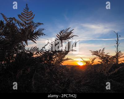 Sonnenuntergang über der Ashdown Forest in Sussex Stockfoto