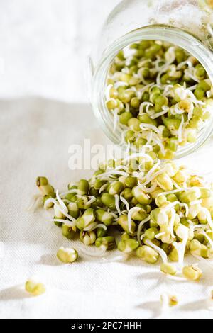 Frische Mungbohnensprossen in einem Glas. Stockfoto