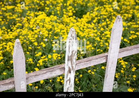 Gelbe Frühlingsblumen hinter einem weiß bemalten Holzzaun. Weiße Holzzäune mit selektivem Fokus. Stockfoto