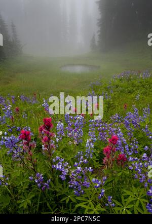 Nebeliger Waldpool mit Laublupinen und Magenta-Pinsel, in der Nähe von Dewey Lake, Wenatchee National Forest, Mount Rainier, Washington (U.) S.A. Stockfoto