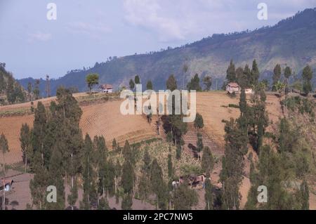 Blick auf Ackerland und Bäume an Hängen, in der Nähe von Bromo Tengger Semeru N. P. East Java, Indonesien Stockfoto