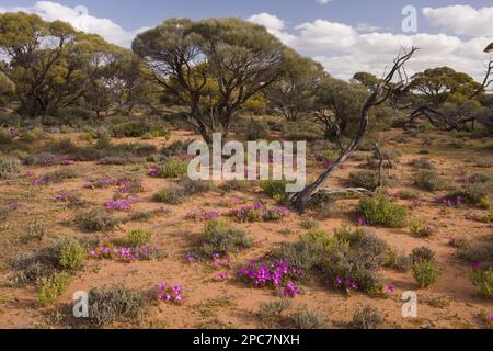 Halbwüste mit rundem schweinefleisch (Disphyma crassifolium), in salzhaltigem Boden in der Nähe eines temporären Sees, Mongers Lake, East Perenjori, Westaustralien Stockfoto