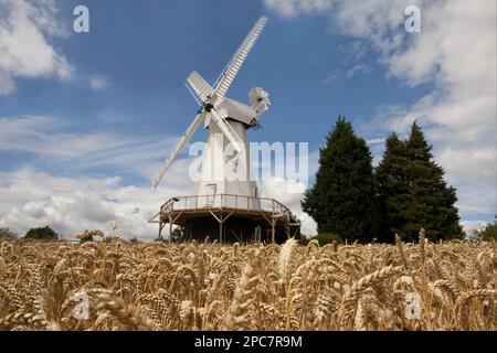 Blick auf Putty Mühle und Weizenfeld, Woodchurch Windmill, Kent, England, Großbritannien Stockfoto
