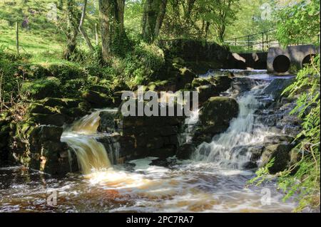 River Cascades and Salmon Ladder, Whitewell, Lancashire, England, Vereinigtes Königreich Stockfoto