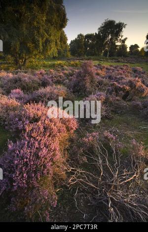 Blick auf das Heideland mit blühender Heidekraut im Abendsonnenlicht, Sutton Heath, Sandlings, Suffolk, England, Vereinigtes Königreich Stockfoto