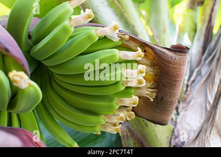 Nahaufnahme Bananenblüte, Bananenblüte, die an einem Bananenbaum hängt, mit einem Bündel roher Banane im Hintergrund. Stockfoto
