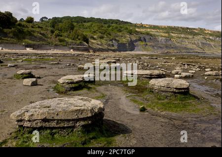 Blick auf Felsvorsprünge am Strand bei Ebbe, Broad Ledge, Lyme Regis, Dorset, England, Vereinigtes Königreich Stockfoto