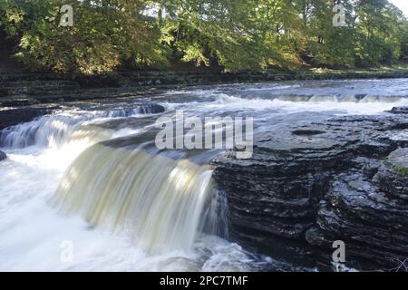 Waterfall (Middle Falls) on the River Ure, Aysgarth Falls, Aysgarth, Wensleydale, Yorkshire Dales N. P. North Yorkshire, England, Großbritannien Stockfoto