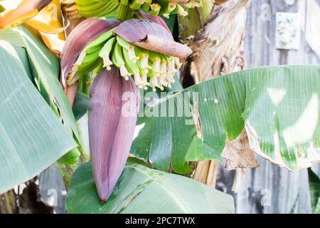 Nahaufnahme Bananenblüte, Bananenblüte, die an einem Bananenbaum hängt, mit einem Bündel roher Banane im Hintergrund. Stockfoto