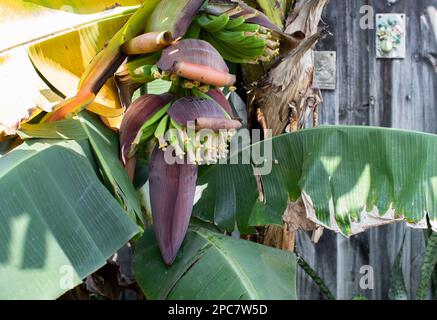 Nahaufnahme Bananenblüte, Bananenblüte, die an einem Bananenbaum hängt, mit einem Bündel roher Banane im Hintergrund. Stockfoto