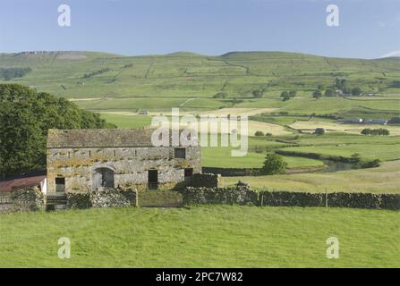 Blick auf Steinscheune, trockene Steinmauern und Weide auf Talboden, River Ure, Burtersett, Wensleydale, Yorkshire Dales N. P. North Yorkshire, England Stockfoto