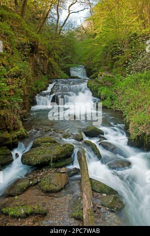 Wasserfall am Zusammenfluss von East Lyn River und Hoar Oak Water, Watersmeet Falls, Lynmouth, North Devon, England, Großbritannien, Europa Stockfoto