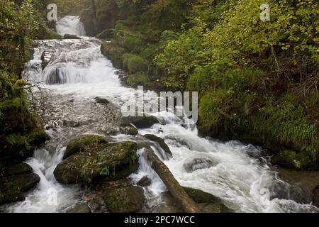 Wasserfall, Wasserfälle und Stromschnellen auf dem Fluss, die durch Waldlebensräume fließen, Farley Water (Hoar Oak Water), Above Watersmeet, Exmoor N. P. Devon, England Stockfoto