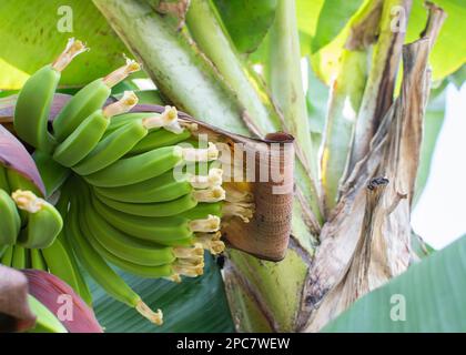 Nahaufnahme Bananenblüte, Bananenblüte, die an einem Bananenbaum hängt, mit einem Bündel roher Banane im Hintergrund. Stockfoto