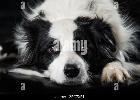 Border Collie Dog liegt auf schwarzem Hintergrund Stockfoto