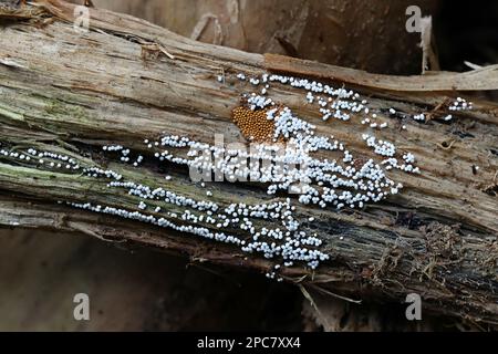 Trichia varia (weiß) und Trichia scabra (ocker), zwei Schleimschimmelarten, die auf Holz wachsen, keine gebräuchlichen englischen Namen Stockfoto