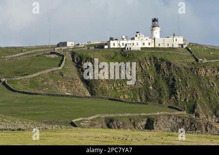 Blick auf Klippenweiden und entfernten Leuchtturm, Sumburgh Head Lighthouse, Sumburgh Head RSPB Reserve, Festland, Shetland Islands, Schottland, United Kingd Stockfoto