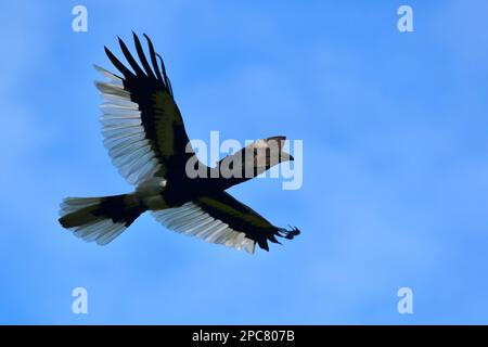 Schwarz-weiß gekleidete Hornvogel, die mit ausgestreuten Flügeln fliegen, Bwindi Impenetrable Forest, Uganda, Ostafrika Stockfoto