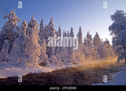 Blick auf schneebedeckte Nadelwälder am Flussufer, Kitkajoki River, Kuusamo, Oulu, Finnland, Europa Stockfoto