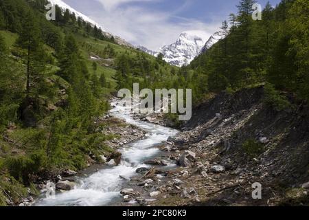 Alpenfluss in bewaldeter Umgebung, Blick nach Monte Viso (in Italien), Guil Valley, Queyras Natural Regional Park, Alpen, Frankreich, Europa Stockfoto