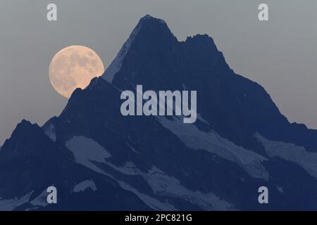 Vollmond erhebt sich über Berggipfel in der Dämmerung, Schreckhorn, Schweizer Alpen, Berner Oberland, Schweiz Stockfoto