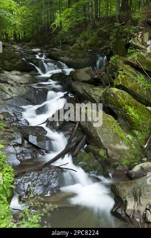 Wasserfall in Waldhabitat, Bieszczady N. P. Bieszczady Mountains, Outer Eastern Carpathians, Polen Stockfoto