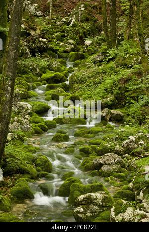 Frühling und Quelle des Flusses mit mossigen Felsbrocken in alten Buchen- und Ahornwäldern auf Kalkstein, Triglav N. P. Julian Alps, Slowenien Stockfoto