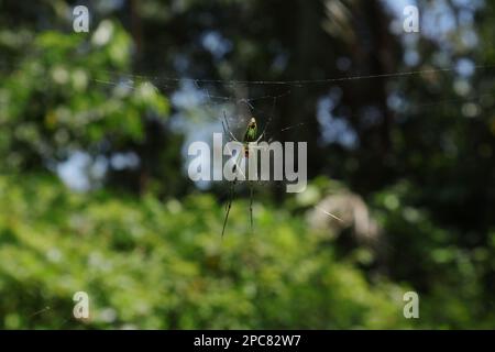 Zentraler Blick auf eine grüne und gelbe Orchard-Spinne (Leucauge Venusta), die auf einem Spinnennetz sitzt Stockfoto