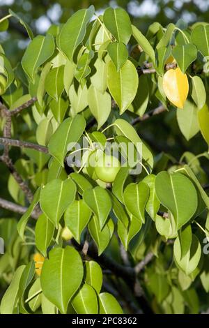 Manchineel (Hippomane mancinella), Spurge-Familie, Giftapfel, Manchineel, Galapagos Stockfoto