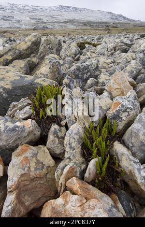 Großer Farn Blechnum magellanicum wächst im Falkland Stone Run Stockfoto