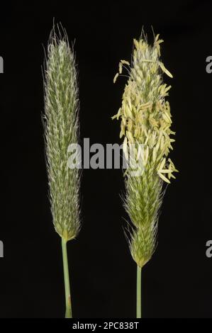 Blütengras (Phleum pratense) Stockfoto