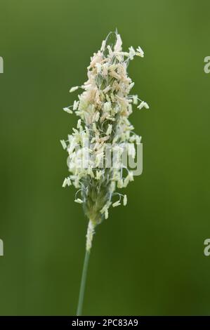 Blütengras (Phleum pratense) mit männlichen Filamenten und Stäben Stockfoto