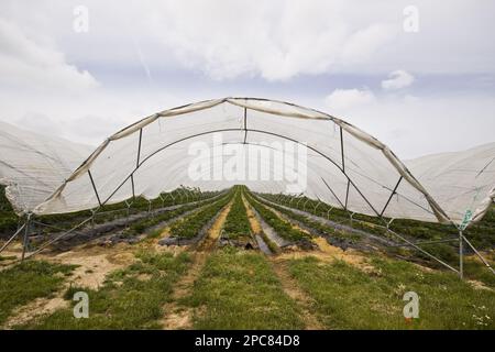 Polly Tunnel deckt Erdbeerernte ab, Elsanta Verity Stockfoto