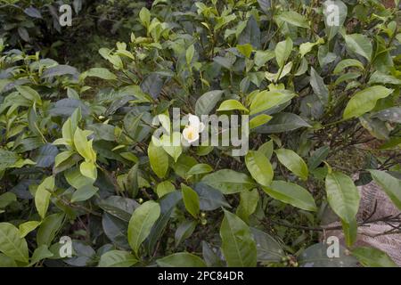 Thea sinensis, Teepflanze, Kamelien, Teestrauchfamilie, Teeblätter und Blüten Stockfoto