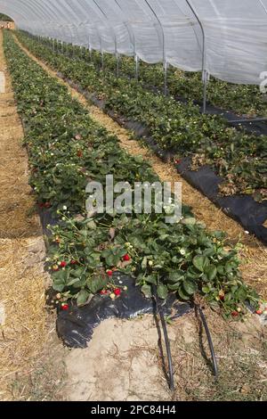 Erdbeerbett im Poly-Tunnel, beachten Sie die schwarzen undichten Rohre, die zum Bewässern der Pflanzen verwendet werden Stockfoto