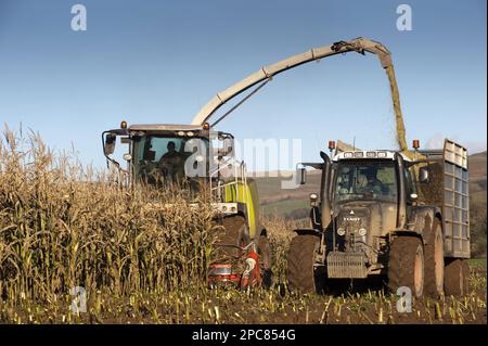 Mais (Zea mays) Erntegut, selbstfahrender Feldhäcksler Claas 970, Ernte von Silage, Beladen von Traktor und Anhänger, England, Vereinigtes Königreich Stockfoto