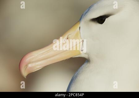 Erwachsene schwarzbraun-Albatros (Thalassarche melanophrys), Nahaufnahme von Kopf, Falklandinseln Stockfoto