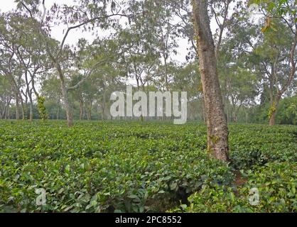 Teepflanzenernte (Camellia sinensis), Plantage mit schattigen Bäumen, in der Nähe von Kaziranga, Assam, Indien Stockfoto