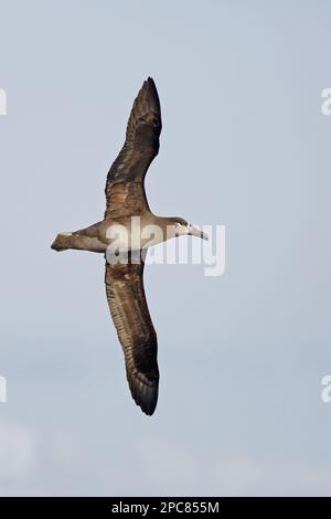 Schwarzfußalbatros (Phoebastria nigripes), Erwachsener, im Flug, Torishima, Izu-Inseln, Honshu, Japan Stockfoto