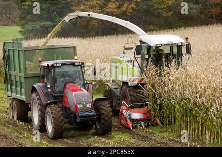 Mais (Zea mays) Erntegut, selbstfahrender Feldhäcksler Claas 890, Ernte von Silage, Beladen von Traktor und Anhänger, England, Vereinigtes Königreich Stockfoto