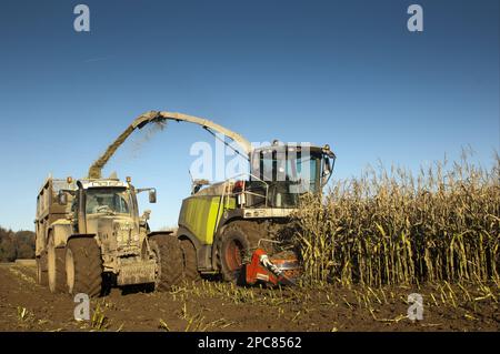 Mais (Zea mays) Erntegut, selbstfahrender Feldhäcksler Claas 970, Ernte von Silage, Beladen von Traktor und Anhänger, England, Vereinigtes Königreich Stockfoto