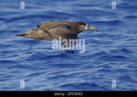 Erwachsene Schwarzfußalbatros (Phoebastria nigripes), im Flug über das Meer, Ogasawara-Inseln, Japan Stockfoto