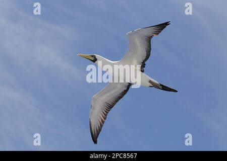 Maskierte Booby (Sula dactylatra dactylatra), Erwachsener, im Flug, Salvador, Bahia, Brasilien Stockfoto