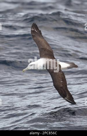 Weißkopfalbatros (Thalassarche steadi), Erwachsener, im Ausland, vor Neuseeland Stockfoto