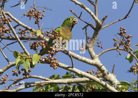 Ausgewachsener Olivensittich (Eupsittula nana astec) mit Früchten im Schnabel, Fütterung eines Obstbaums, Yucatan-Halbinsel, Mexiko Stockfoto