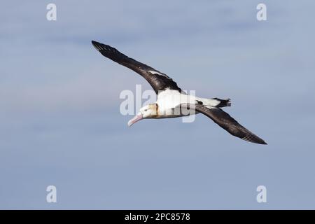 Diomedea Albatrus, Short-Tailed Albatross (Phoebastria Albatrus), Steller's Albatross, Short-Tailed Albatross, Steller's Albatross, Albatross Stockfoto