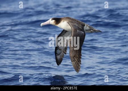 Diomedea albatrus, Short-Tailed Albatross (Phoebastria albatrus), Stellers Albatross, Short-Tailed Albatrosses, Stellers Albatrosses, Albatross Stockfoto