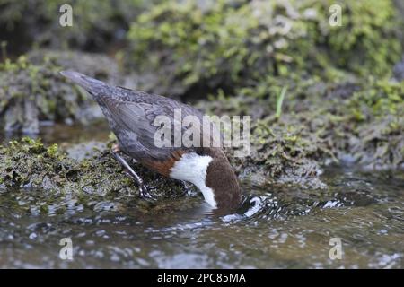 Weißkehlkopf-Dipper (Cinclus cinclus gularis), Erwachsene, Fütterung mit im Bach eingetauchtem Kopf, Dovedale, Peak District, Derbyshire, England, Vereint Stockfoto