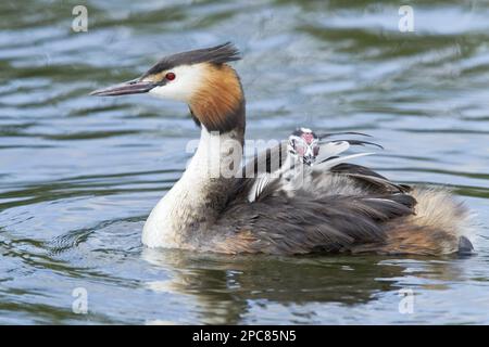 Großkammmuschel (Podiceps cristatus), Erwachsener, Zuchthupfer, Küken auf dem Rücken tragen, schwimmen, Norfolk, England, Großbritannien Stockfoto