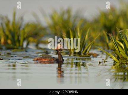 Schwarzhalsgräber (Podiceps nigricollis nigricollis), Erwachsener, Zuchthupfer, Schwimmen in aquatischer Vegetation, Donaudelta, Tulcea, Rumänien Stockfoto